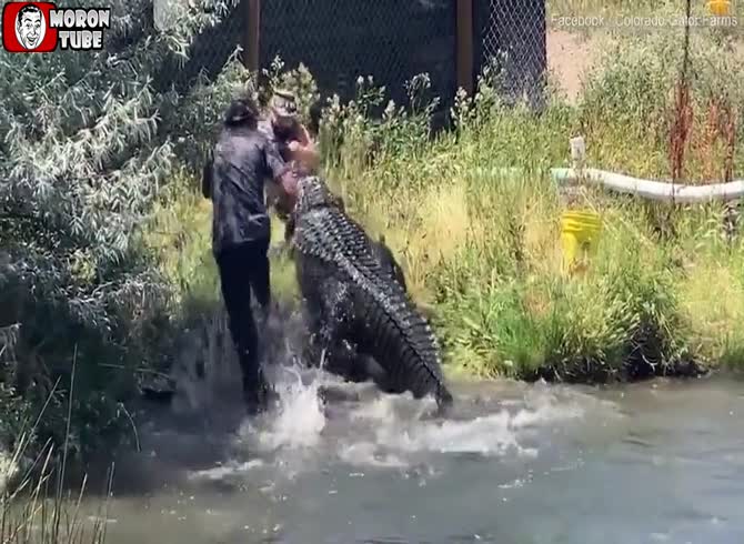 Video :A guy barely avoids being eaten by an alligator in a close encounter